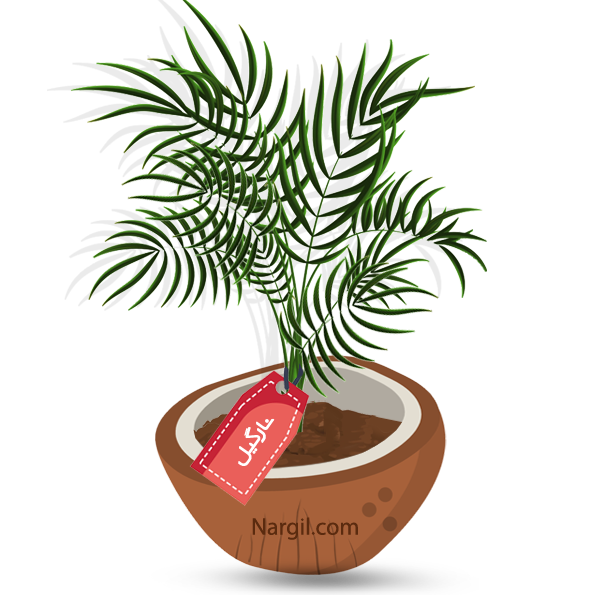  Nargil - bamboo palm